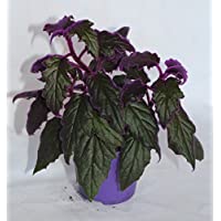 Los mejores  - Gynura Aurantiaca Purple Passion (maceta 9 cm Ø) - Planta viva de interior